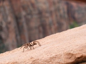 Police report the 26-year-old was trying to burn a spider using his lighter.