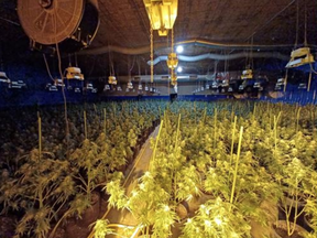 Durham police photo of rows of pot plants in illegal cannabis grow in Ontario. /