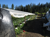 Police photo of illegal grow-op in Oregon that included greenhouses of many illicit plants. /
