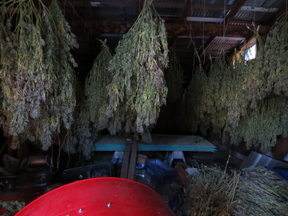 Police photo of cannabis hanging to dry. /