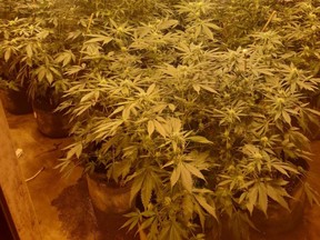Project Pelican in the U.K. discovers illegal grow-op. /