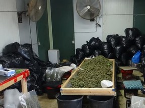 Video screen capture of cannabis operation, including buds to be processed. /