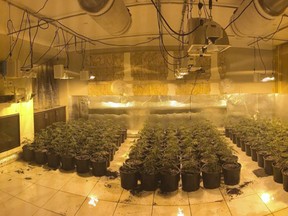 FILE - In this photo released by the Riverside County Sheriff's Office are some of about 700 marijuana plants found in an illegal grow in a home near Temecula, Calif., on Aug. 28, 2019. A data privacy watchdog's lawsuit says a Northern California utility routinely fed customers' power use information to police so they could target illicit marijuana grows, without requiring a warrant or suspicion of wrongdoing. (Riverside County Sheriff's Office via AP)