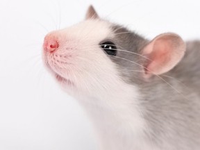 “Offspring of THC-treated rats had major losses in the levels of omega-3 and omega-6 fatty acids in the brain.” /