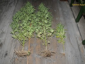 Police dig up pot plants from man's yard following search. /