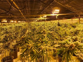Illegal grow estimated to be worth $4 million. /