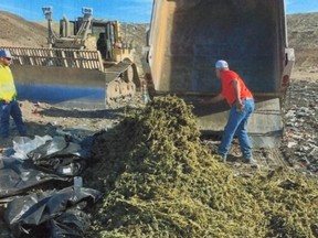 Police photo of processed cannabis being transferred into dump truck for disposal. /