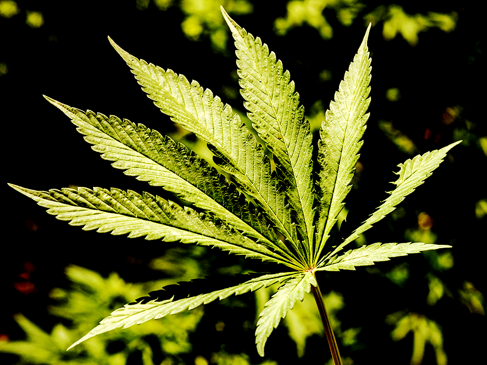 man-who-converted-office-block-into-cannabis-grow-jailed-for-seven