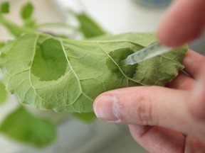 FILE - Bacteria containing engineered DNA is introduced into the leaf of the nicotiana benthamiana plant, a close relative of tobacco, to produce proteins and enzymes.