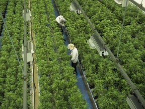 Staff work in a marijuana grow room at the Canopy Growth facility in Smiths Falls, Ont. on Thursday, Aug. 23, 2018.