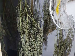 Police photo of cannabis plants left to dry. /