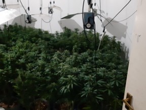 Merseyside Police found a cannabis farm with 172 cannabis plants and several large bags of suspected cannabis. /