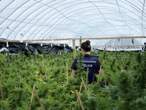 The six and a half thousand cannabis plants were being cultivated in two commercial large-scale glasshouses and five purpose-built portable grow tents, officers report.