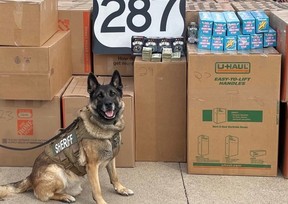 K-9 sniffs out illegal haul of cannabis and magic mushroom-infused treats. /