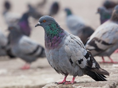Pigeon with 200 ecstasy pills hidden in a little backpack