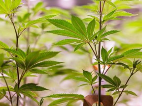 Cannabis plants (marijuana) grow in a greenhouse at the production site of German pharmaceutical company Demecan for medical cannabis in Ebersbach near Dresden, eastern Germany on November 28, 2022.