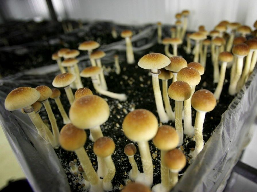 Inside Health Canada&rsquo;s contradictory rollout of psilocybin 