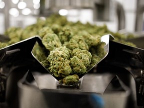FILE - Dry cannabis flowers inside the packaging room at the Aphria Inc. Diamond facility in Leamington, Ontario, Canada, on Wednesday, Jan. 13, 2021.