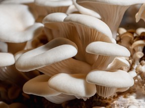 Mushroom's grown in Optimi Health's facility in Princeton, B.C.