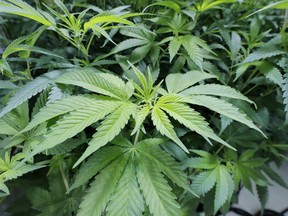 FILE - Marijuana plants grow at GB Sciences Louisiana on Aug. 6, 2019, in Baton Rouge, La. A proposed bill to legalize marijuana in Louisiana was short-lived, swiftly dying in committee Tuesday, April 25, 2023, before ever reaching the House floor for debate this legislative session.