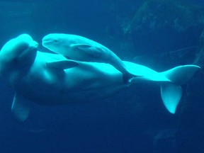 Tiqa, pictured shortly after birth with mom Qila in June 2008, died Sept. 16 at the Vancouver Aquarium. (Sam Leung, PNG files)