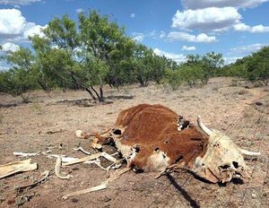   Reno Caughlin Fire / Texas Wildfires: Is Global Warming Slowly Burning The Earth?