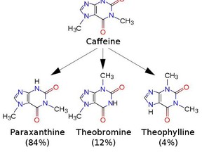FileCaffeine metabolites