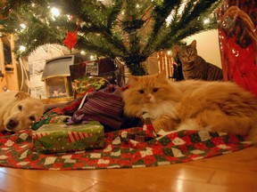 Pets look cute under the tree, but they don't belong there, say animal rescue groups. The B.C. SPCA and the Small Animal Rescue Society of B.C. discourage giving pets as gifts. Instead, create a gift certificate offering to pay the adoption fee for a pet, and wrap up supplies the new guardian is going to need to put under the tree. (PNG FILES)