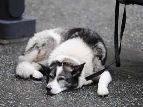 A dog leashed to a bench on Granville Mall in Vancouver patiently waits for its owner, representing no apparent risk to anyone. (Gerry Kahrmann / PNG)