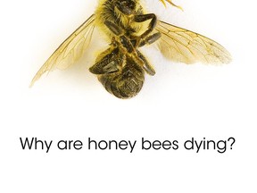 bees