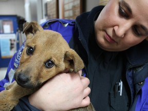 One of seven emaciated pups and a mother dog found trying to eat sticks and rocks out of hunger in Ladysmith is held by SPCA Const. Julie Hitchcock. (Nanaimo Daily News files)