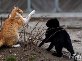 Cats_Fighting