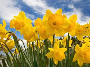 April marks the Canadian Cancer Society's Daffodil Month--a time to fight back in the war against cancer. So just how are we faring as a country in this ongoing battle?