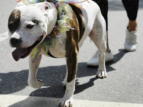 Supporters of pit bulls like Hunter, here walking in the Vancouver Pride Parade in his fairy wings, hated our editorial favouring a ban on the breed. (Gerry Kahrmann/PNG FILES)