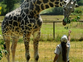 Jafari, the 12 year-old giraffe that died at the Greater Vancouver Zoo over the weekend, is shown nibbling on some leaves in July. (Ric Ernst/PNG FILES)