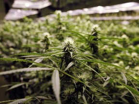 A B.C. drug dealer tells Ballast he doesn't expect things to change a whole lot for the local pot industry as a result of Washington's vote to legalize. (Ed Andrieski/AP)