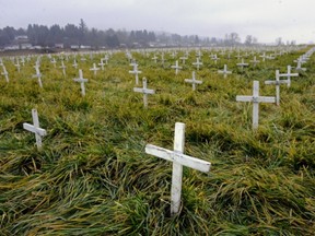 Rows of little crosses in a farmer's field near Sumas and South Parrallel Roads were placed there by the Abbotsford Right to LIfe Society in Abbotsford. Les Bazso/ PNG FILES