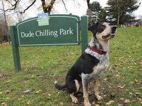 This official-looking sign renaming Vancouver's Guelph park as Dude Chilling Park was a fake. But the campaign to keep the name was real enough that Google has literally put it on the map.