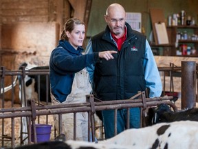 Jill Hoeppner shows Camilo Ruiz the new calves, March 27, 2013, on the family's Abbotsford dairy farm. Ruiz works for a Dairy semen company and tours farms to see how the genetics are evolving. (Ward Perrin/PNG FILES)