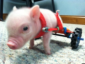 Chris P. Bacon, the disabled piglet fitted with a wheelchair made out of K’Nex that became an Internet star, sure is cute, but is he news? (FACEBOOK PHOTO)