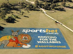 Rooting-for-the-wallabies-6