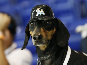 A dog named Kish took in a Miami Marlins game on June 30, 2013. AP photo.