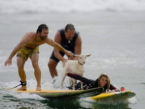 Dana McGregor and his pet goat surf in California. AP file photo.