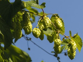 Hop cones ripening at Sartori Cedar Ranch near Chilliwack. Photo: Ward Perrin/PNG