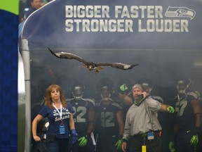 The augur hawk at the Seattle Seahawks game Sept. 15, 2013. Getty Images photo.