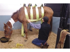 A vet cares for a horse seized in cruelty investigations near Kamloops. The animal is one of 11 malnourished horses seized this week.