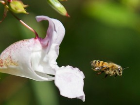 Bee leaves a flower in the Delta Nature Reserve portion of Burns Bog in Delta on Sept. 26, 2013. Scientists are developing ways for bees to deliver friendly microbes to plants to help them thrive.  (Gerry Kahrmann/PNG FILES