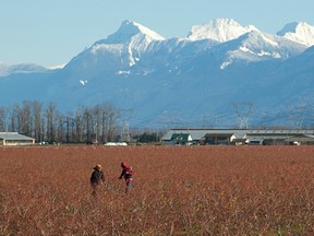 Workers prune red-branched blueberry bushes in the shadow of Chilliwack's Mt. Cheam and Lady Peak.