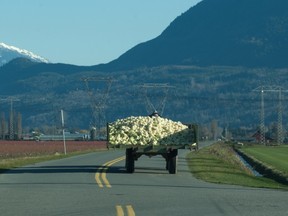 A farmer transports a wagon of cauliflower from an Abbotsford field.