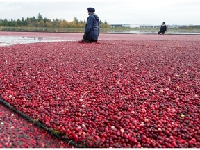 The last of the cranberry crop floats in a flooded bog at Mayberry Farms in Burnaby.